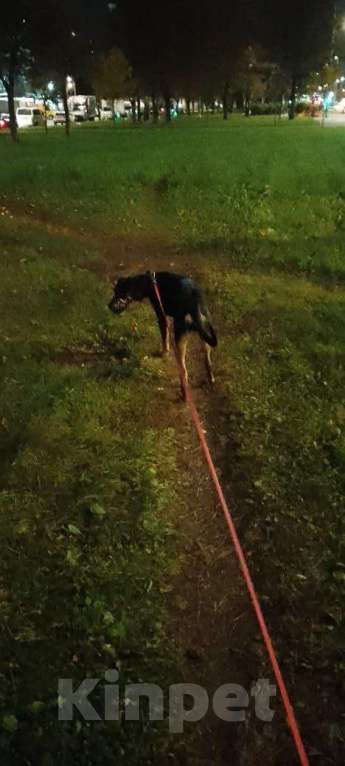 Собаки в Санкт-Петербурге: Собака, сука, кличка Сарра, потерялась на Партизана Германа, Красносельский район Девочка, Бесплатно - фото 2