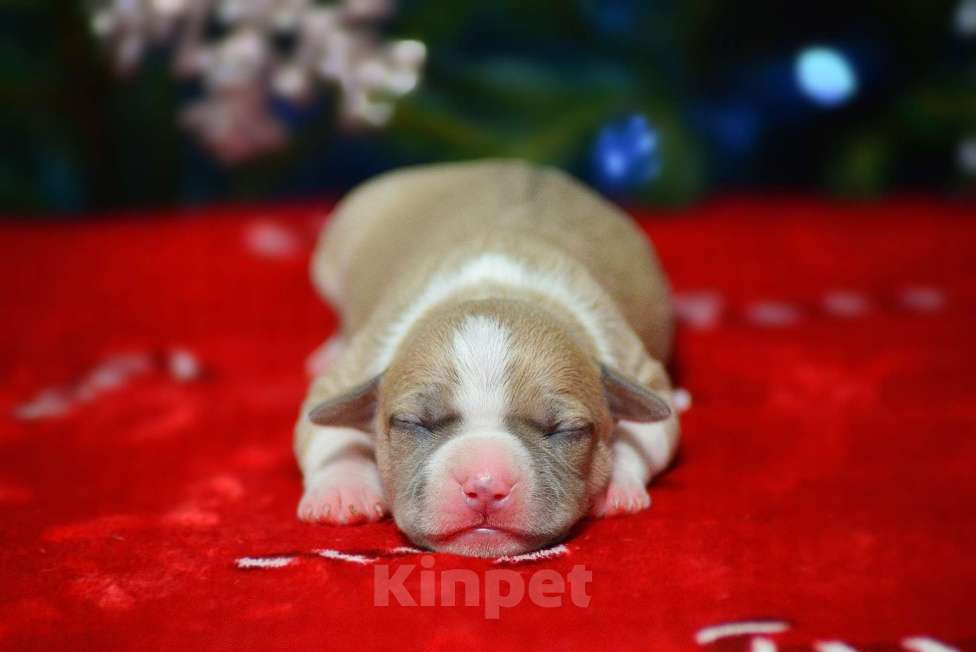 Собаки в Москве: Девочки амстафф Девочка, 50 000 руб. - фото 3