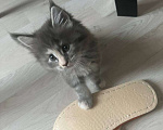 Кошки в Ахтубинске: Котята мейн-кун Девочка, 30 000 руб. - фото 5