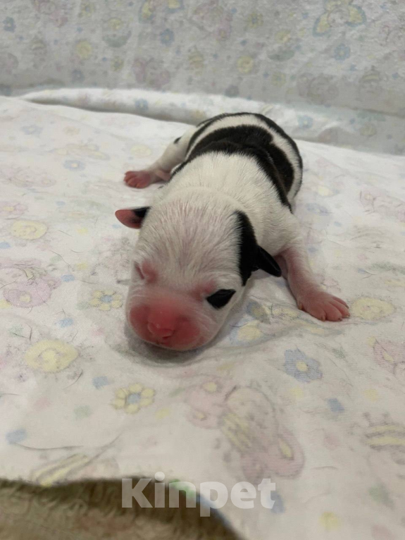 Собаки в Мурманске: Щенки стаффа, РКФ Девочка, Бесплатно - фото 6