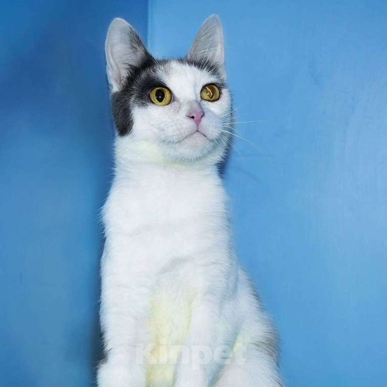 Кошки в Москве: Ласковая Вафелька ищет дом Девочка, Бесплатно - фото 3