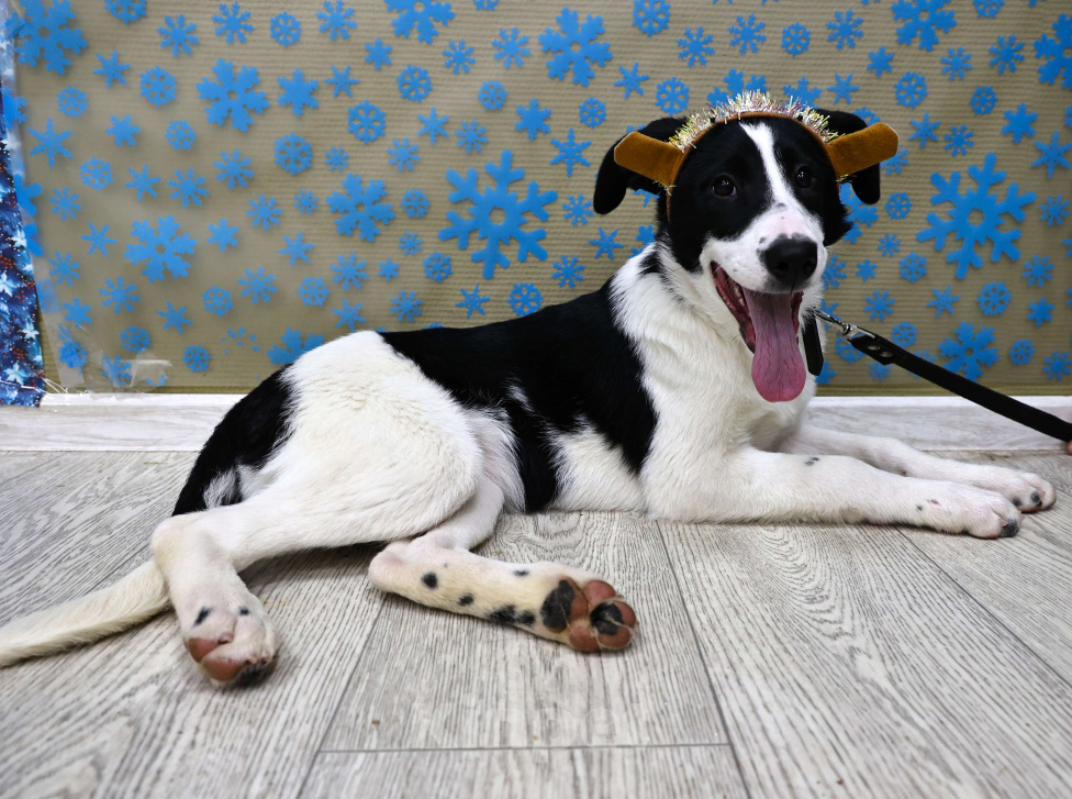 Собаки в Москве: Щенки бесплатно в Москве Девочка, Бесплатно - фото 2