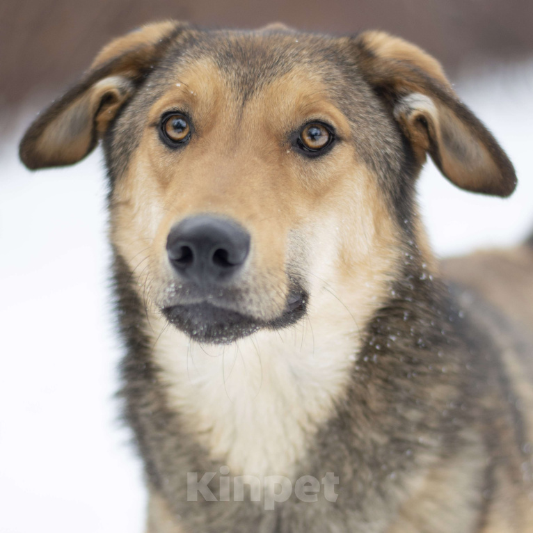 Собаки в Москве: Винтик Мальчик, Бесплатно - фото 3