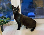 Кошки в Санкт-Петербурге: Красавец Бруно, элегантный черный котенок в добрые руки Мальчик, Бесплатно - фото 3