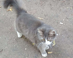 Кошки в Ливны: Пушистая, ласковая красавица ищет дом, Бесплатно - фото 10