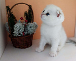 Кошки в Ливны: Золотой коллорный с синими глазками, 17 000 руб. - фото 1