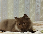 Кошки в Санкт-Петербурге: Счастье цвета корицы Мальчик, 35 000 руб. - фото 1