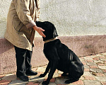 Собаки в Таганроге: Отдам собаку в добрые руки Мальчик, Бесплатно - фото 3