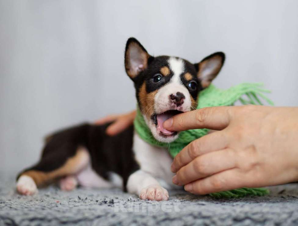 Собаки в Нижнем Новгороде: Щенок басенджи Мальчик, 70 000 руб. - фото 2