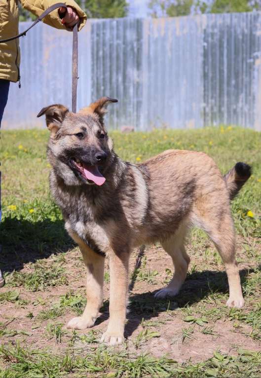 Собаки в Подольске: Молли нужен дом  Девочка, Бесплатно - фото 4