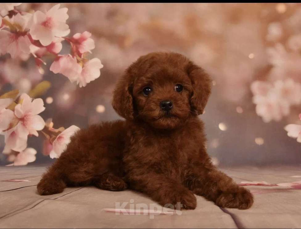 Собаки в Москве: Щенок Той Пудель мальчик Мальчик, 130 000 руб. - фото 3