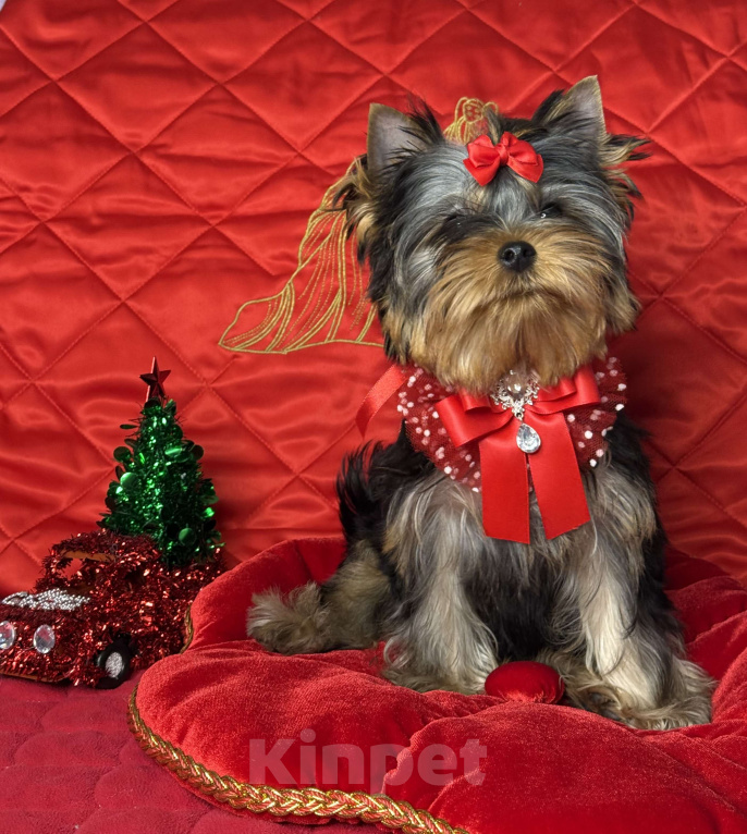 Собаки в Москве: Йоркширский терьер мальчик Мальчик, 55 000 руб. - фото 1