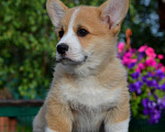 Собаки в Хотьково: Кобель Корги Пемброк Мальчик, 90 000 руб. - фото 1