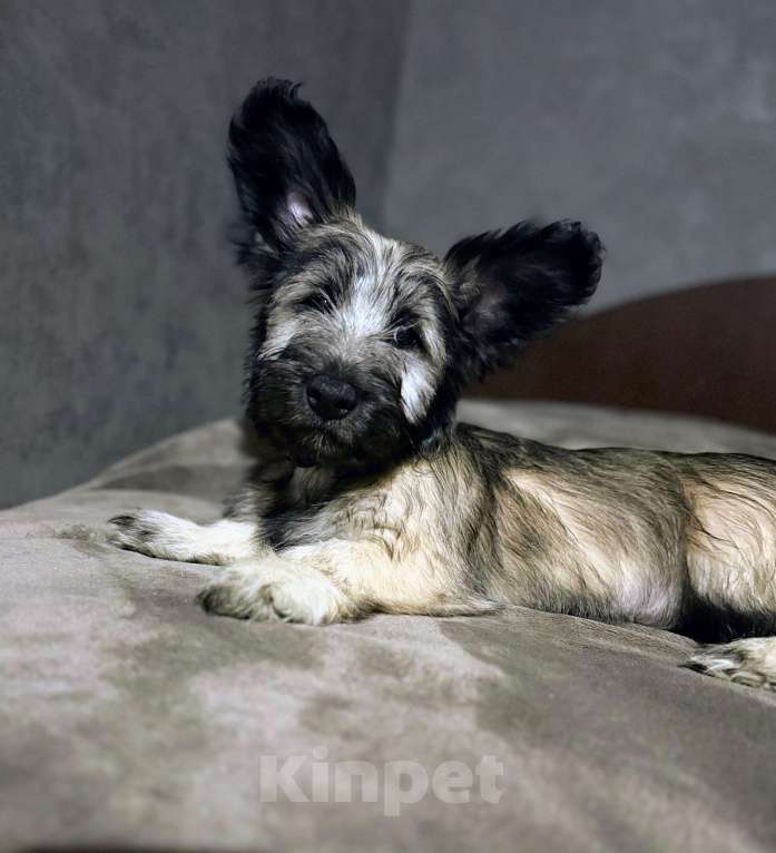 Собаки в Иркутске: Щенок Скай терьер Девочка, 50 000 руб. - фото 3