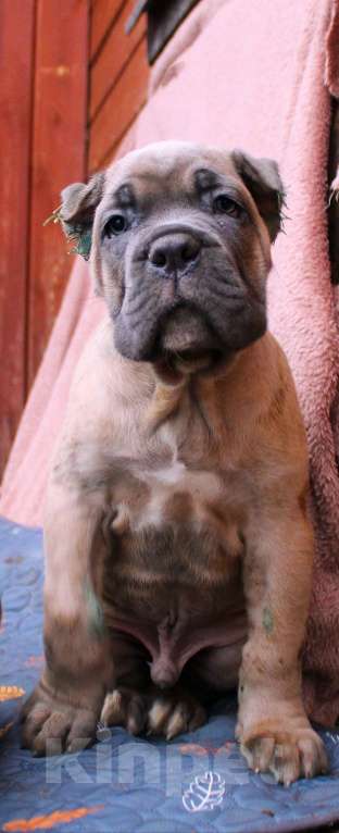 Собаки в других городах Ярославской области: Щенки кане корсо Мальчик, 80 000 руб. - фото 8