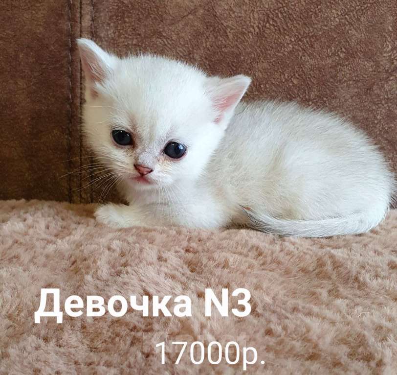 Кошки в Ростове-на-Дону: Девочка N3 Девочка, 17 000 руб. - фото 1