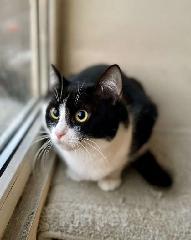 Кошки в Москве: Шакшука, кошка из мультика Девочка, Бесплатно - фото 2