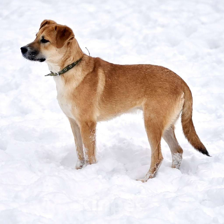 Собаки в Москве: Кабачок 7 месяцев ищет дом Мальчик, Бесплатно - фото 5