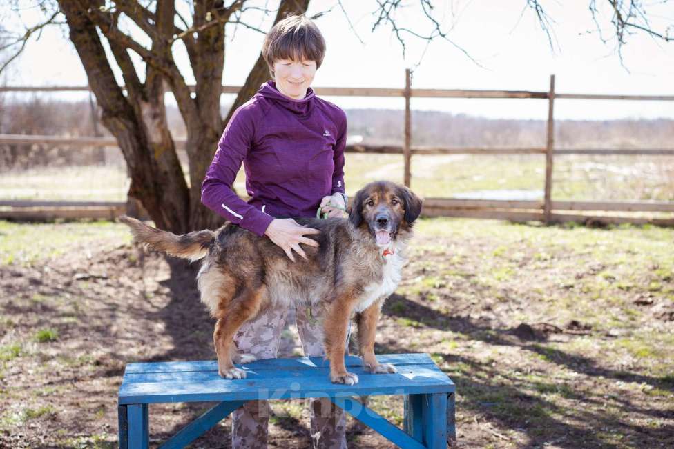 Собаки в Москве: Метис спаниеля Девочка, Бесплатно - фото 3