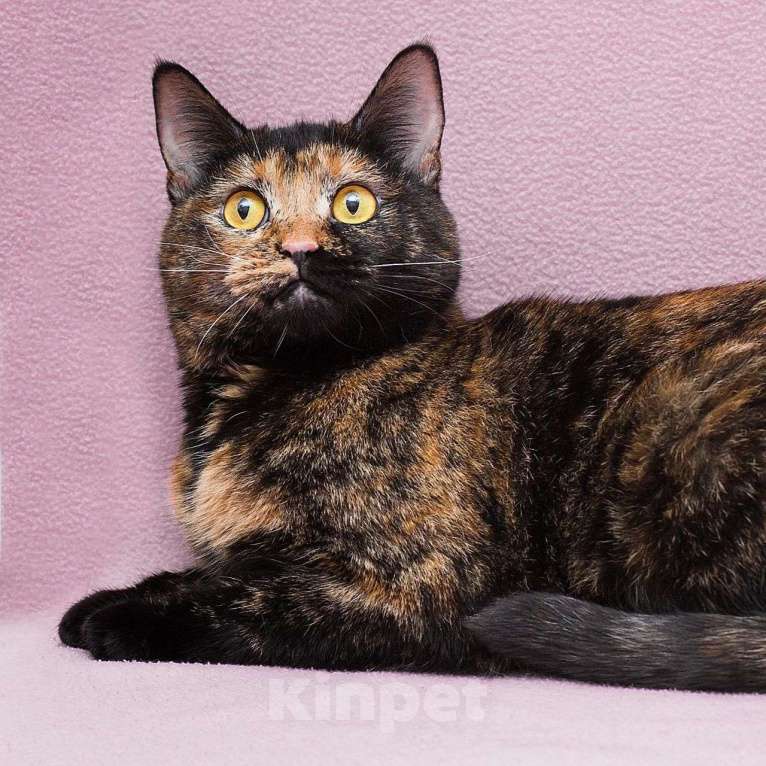 Кошки в Москве: Нюсю никто не замечает 💔 Девочка, Бесплатно - фото 3