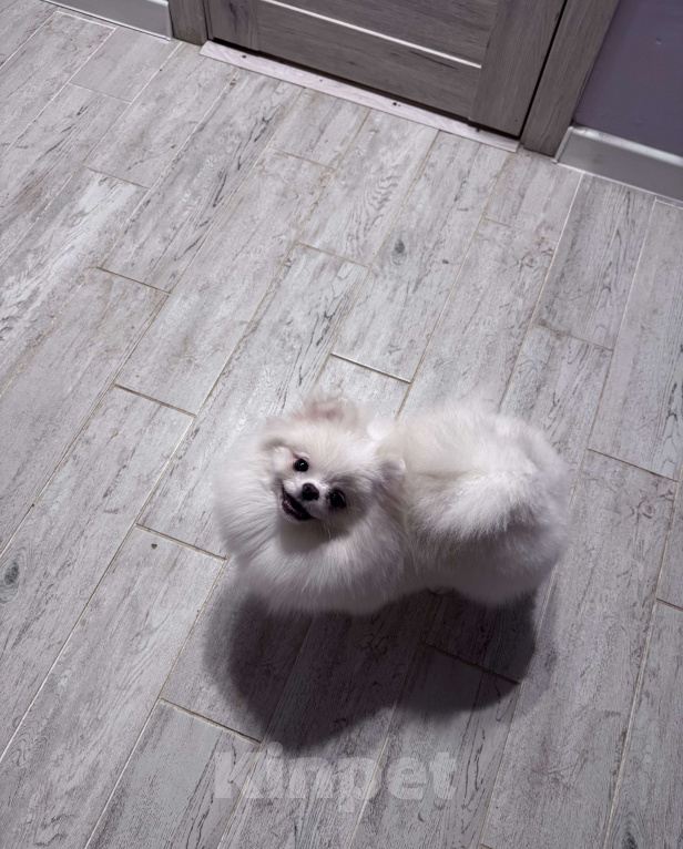 Собаки в Воронеже: Девочка померанского шпица Девочка, 100 000 руб. - фото 3