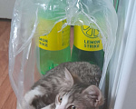 Кошки в Волгодонске: Потерялась кошка зовут Мурка Девочка, 50 руб. - фото 1