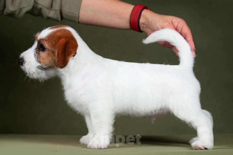 Собаки в Санкт-Петербурге: Марлекс Солар Найк  Мальчик, 80 000 руб. - фото 2