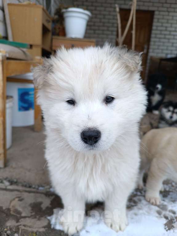 Собаки в других городах Ставропольского края: Продаю щеночков! Мальчик, 2 000 руб. - фото 3