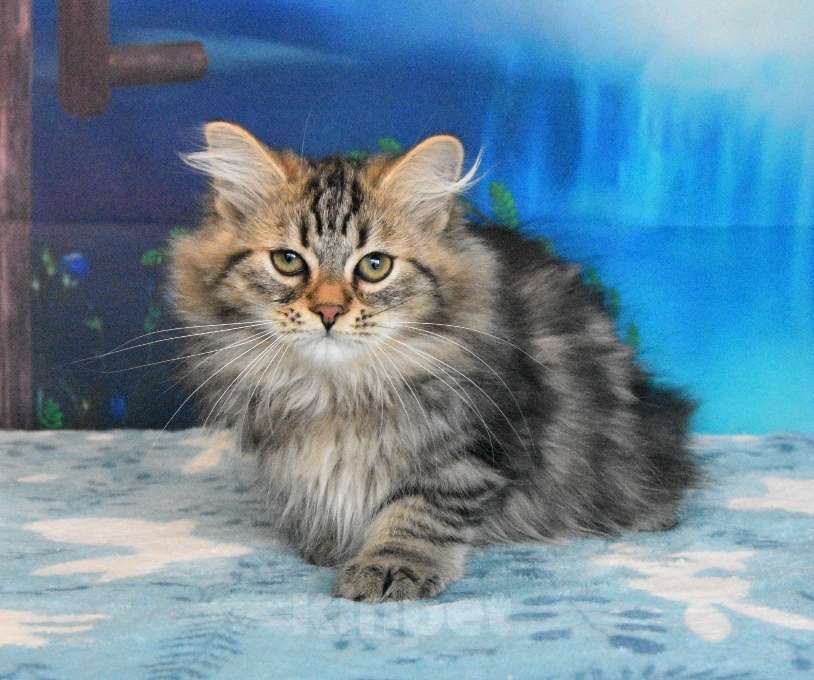 Кошки в Москве: Сибирский котик Мальчик, 35 000 руб. - фото 2