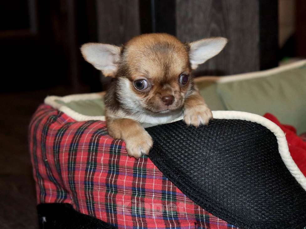 Собаки в Москве: Курносая красотка с РЕДКИМ нарядным окрасом Девочка, 55 000 руб. - фото 5