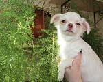 Собаки в Москве: Длинношерстный крепыш чихуахуа Мальчик, 15 000 руб. - фото 4