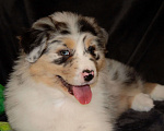 Собаки в других городах Московской области: Австралийская овчарка (аусси) Мальчик, 100 000 руб. - фото 1