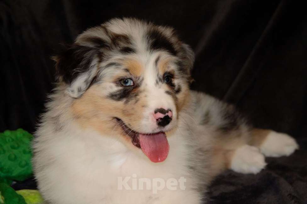 Собаки в других городах Московской области: Австралийская овчарка (аусси) Мальчик, 100 000 руб. - фото 1