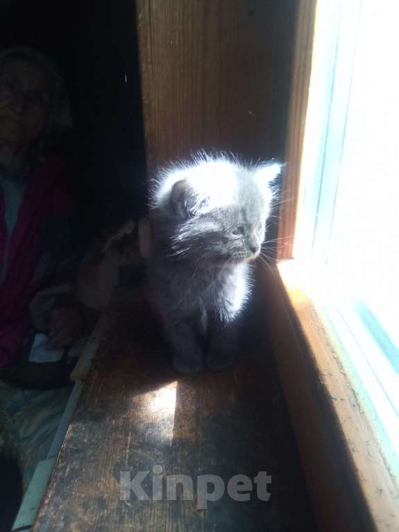 Кошки в других городах Московской области: Дачные котята Девочка, Бесплатно - фото 3
