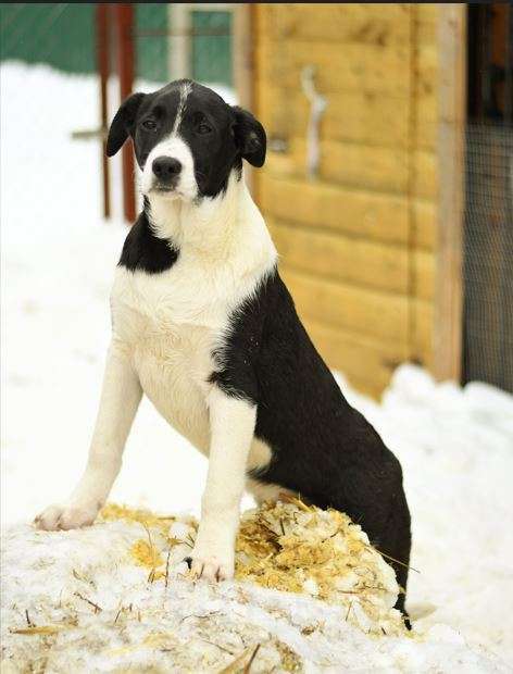 Собаки в Москве: Норд ищет семью Мальчик, Бесплатно - фото 1