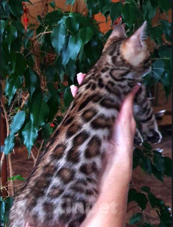 Кошки в Москве: Бенгальская девочка  Девочка, 60 000 руб. - фото 3