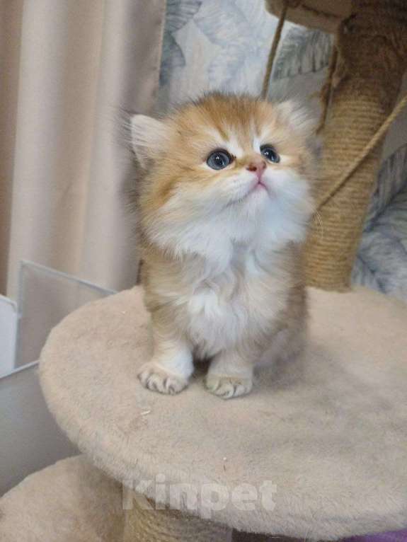 Кошки в Нижнем Новгороде: Продам котенка британской золотой шиншиллы Мальчик, 20 000 руб. - фото 2