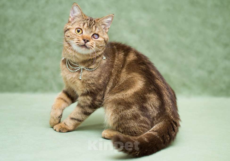 Кошки в Москве: Кения ищет дом Девочка, Бесплатно - фото 1