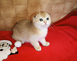 Кошки в Москве: Золотая шиншилла Девочка, 20 000 руб. - фото 4
