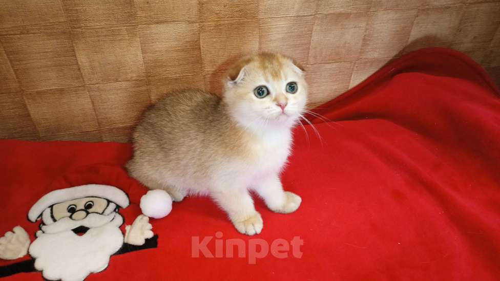 Кошки в Москве: Золотая шиншилла Девочка, 20 000 руб. - фото 4