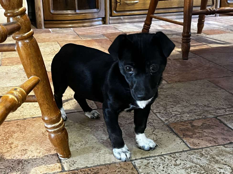 Собаки в Смоленске: Нашли щенка, хотим отдать в добрые руки  Девочка, Бесплатно - фото 2