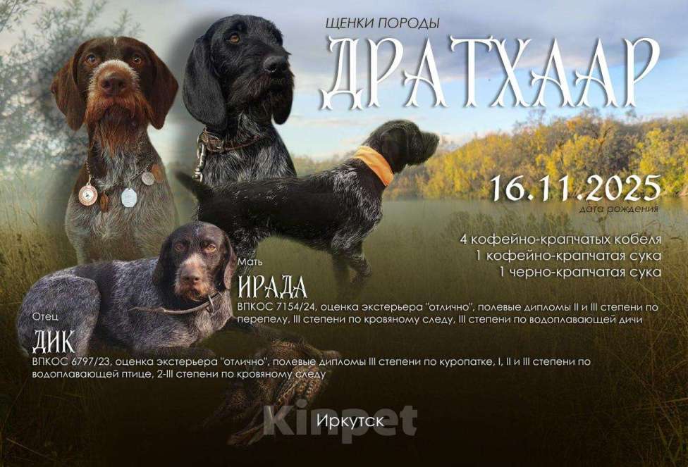Собаки в Иркутске: Дратхаар - щенки Мальчик, 35 000 руб. - фото 1