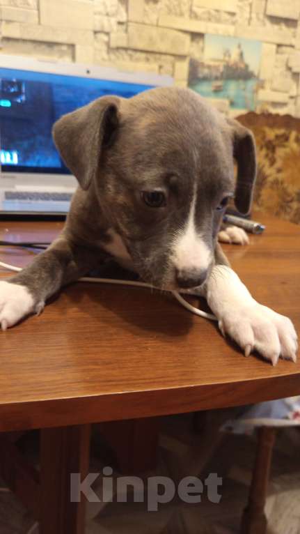 Собаки в Жуковском: Щенок Девочка, 5 000 руб. - фото 1