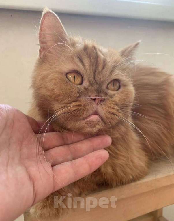 Кошки в Москве: ТЭССИ ИЩЕТ ДОМ Девочка, Бесплатно - фото 3