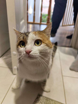 Отдаю кошку в добрые руки 