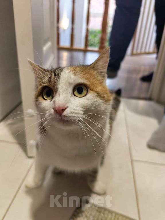 Кошки в Москве: Отдаю кошку в добрые руки  Девочка, Бесплатно - фото 1