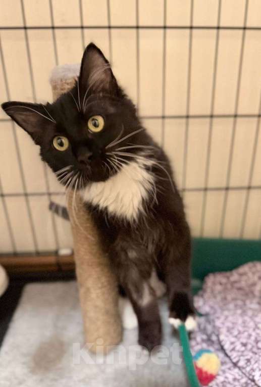 Кошки в Москве: Котенок в поисках дома Девочка, Бесплатно - фото 7