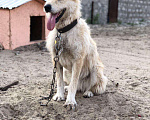 Собаки в Сургуте: Джина ищет дом!, Бесплатно - фото 2
