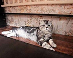 Кошки в Острогожске: Шотландский котёнок, 4 000 руб. - фото 8