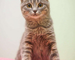 Кошки в Кингисеппе: Котенок, Бесплатно - фото 1
